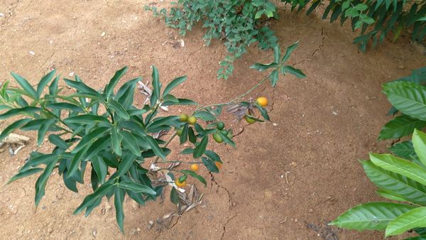 Identificação da planta Kinkan por foto