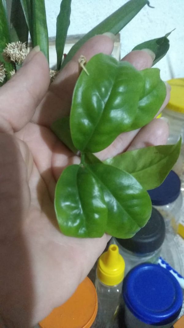 Identificação da planta Ora-pro-nóbis por foto