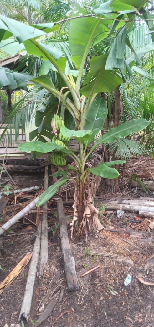 Identificação da planta Bananeira por foto