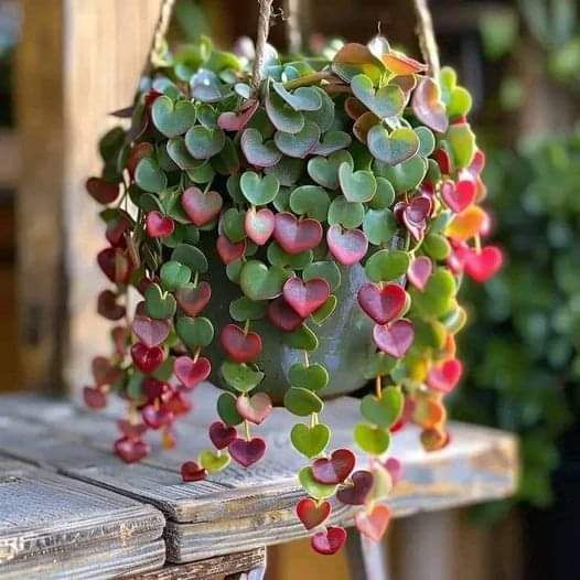 Identificação da planta Peperomia Hope por foto