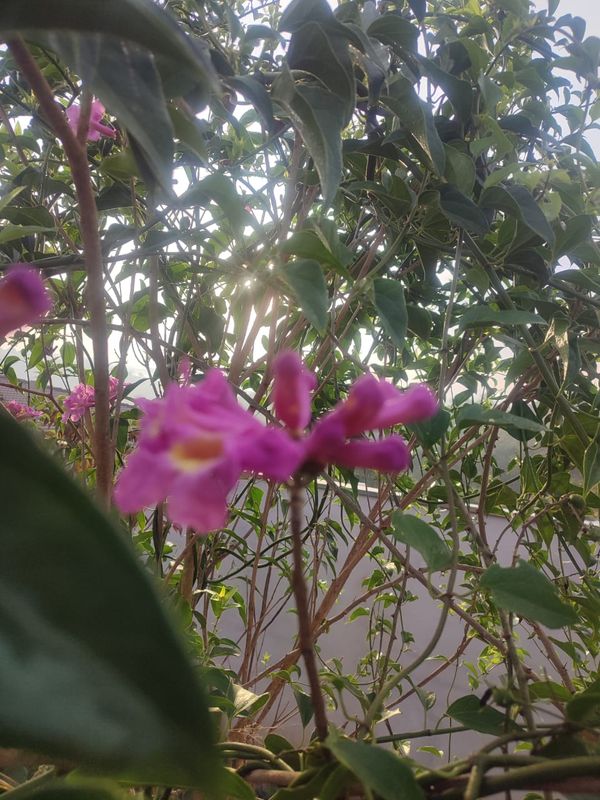 Identificação da planta Sete-léguas por foto