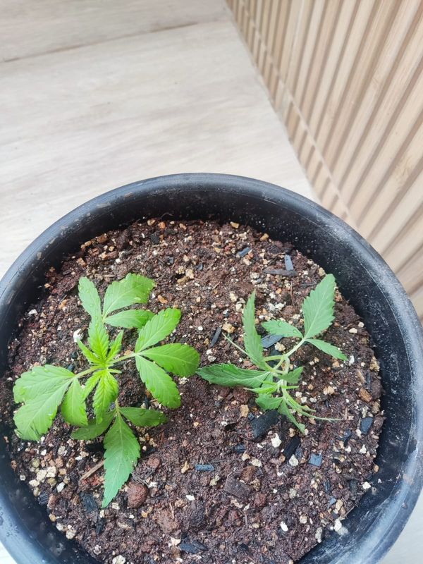 Identificação da planta Maconha por foto