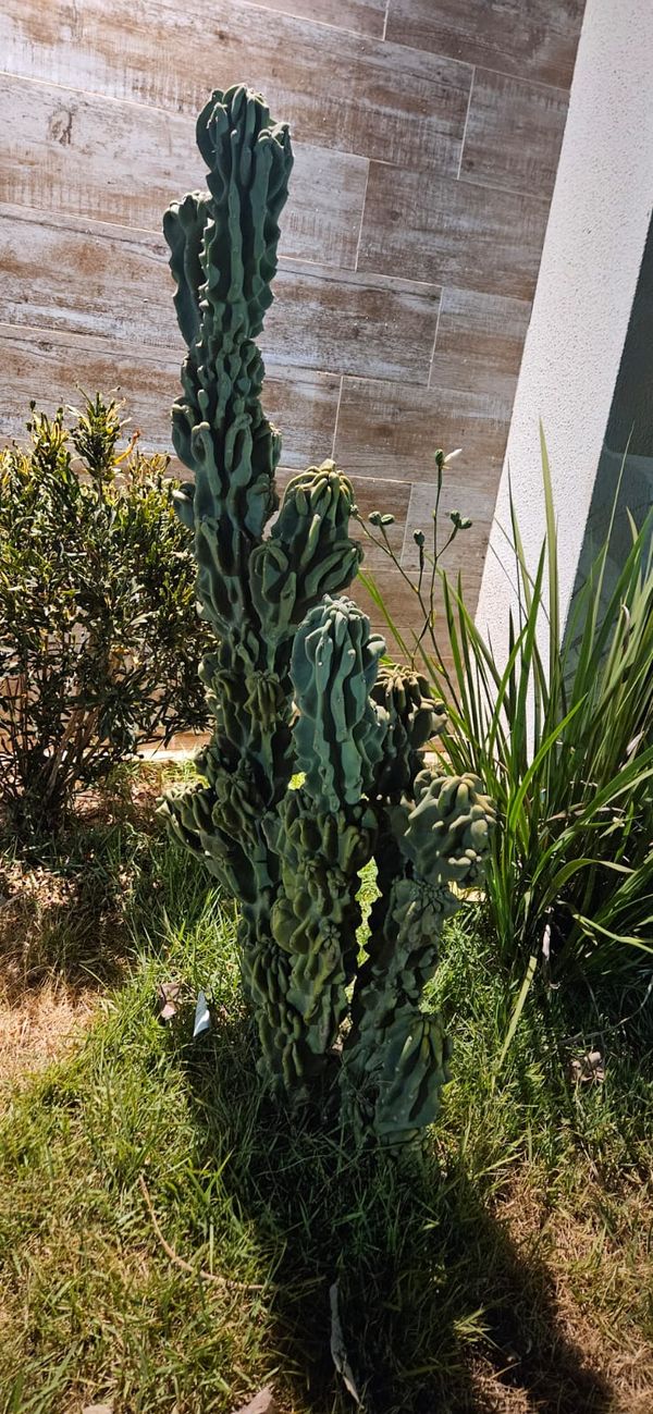 Identificação da planta Mandacaru por foto