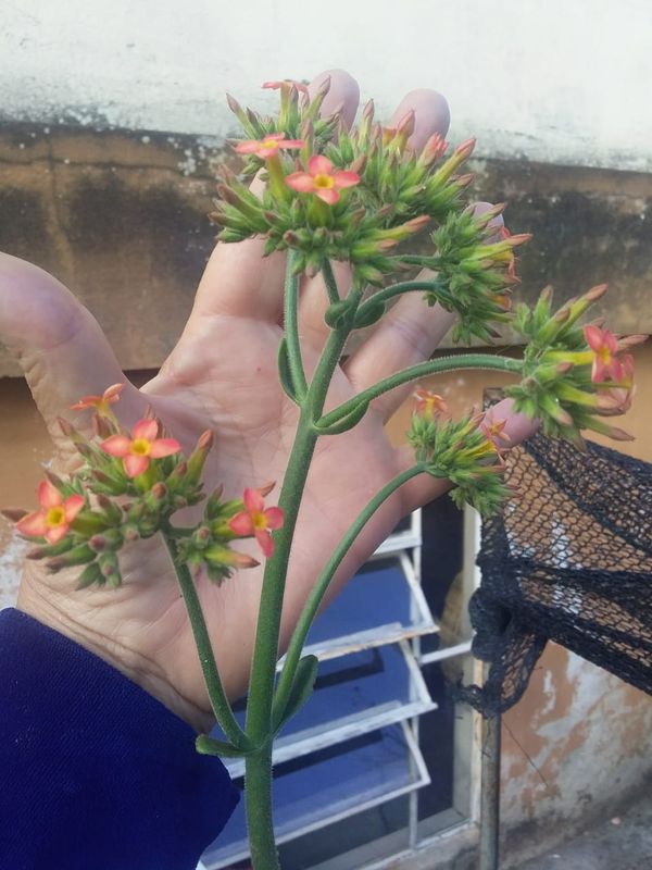 Identificação da planta Flor da fortuna por foto