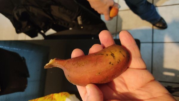 Identificação da planta Bananeira por foto