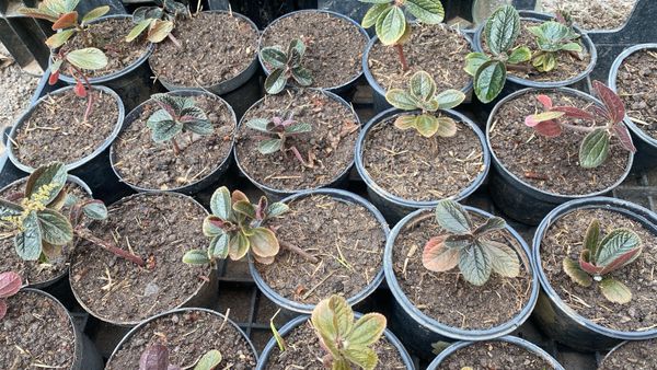 Identificação da planta Dinheiro em penca por foto