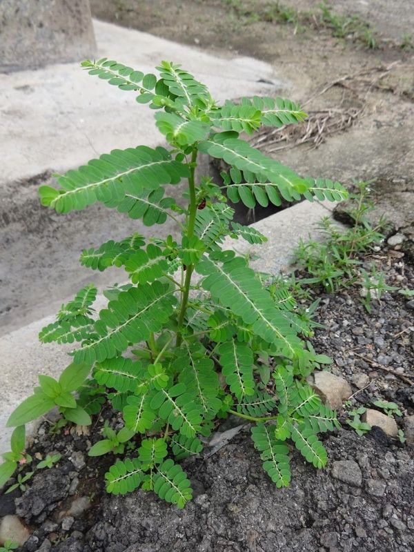 Identificação da planta Quebra-pedra por foto