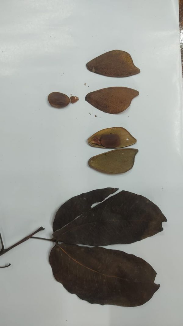 Identificação da planta Jatobá por foto