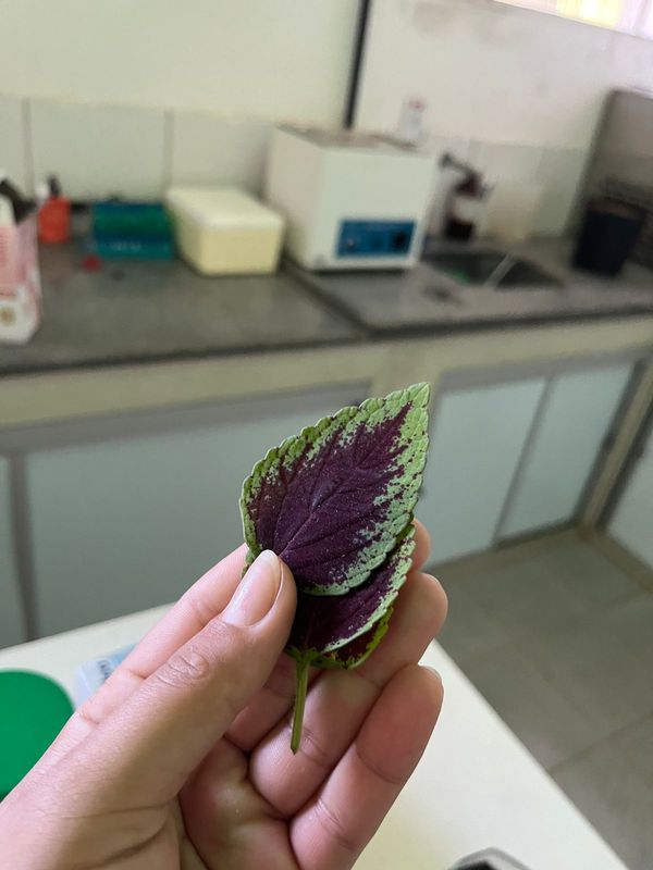 Identificação da planta Coléus por foto