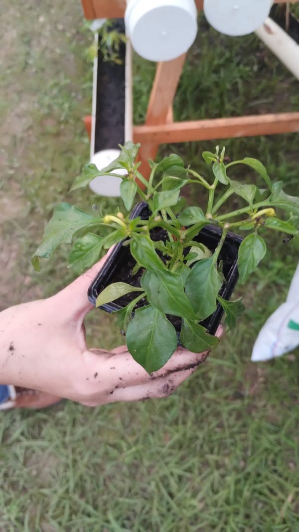 Identificação da planta Pimenta por foto