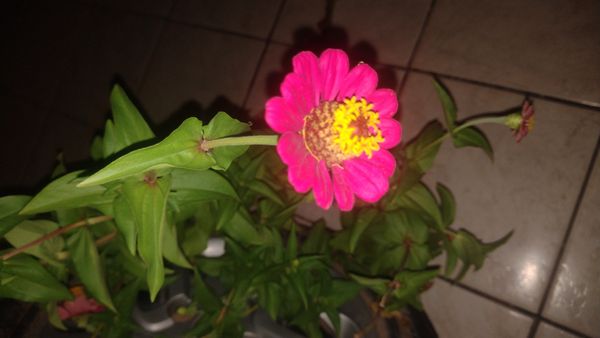 Identificação da planta Zínia por foto