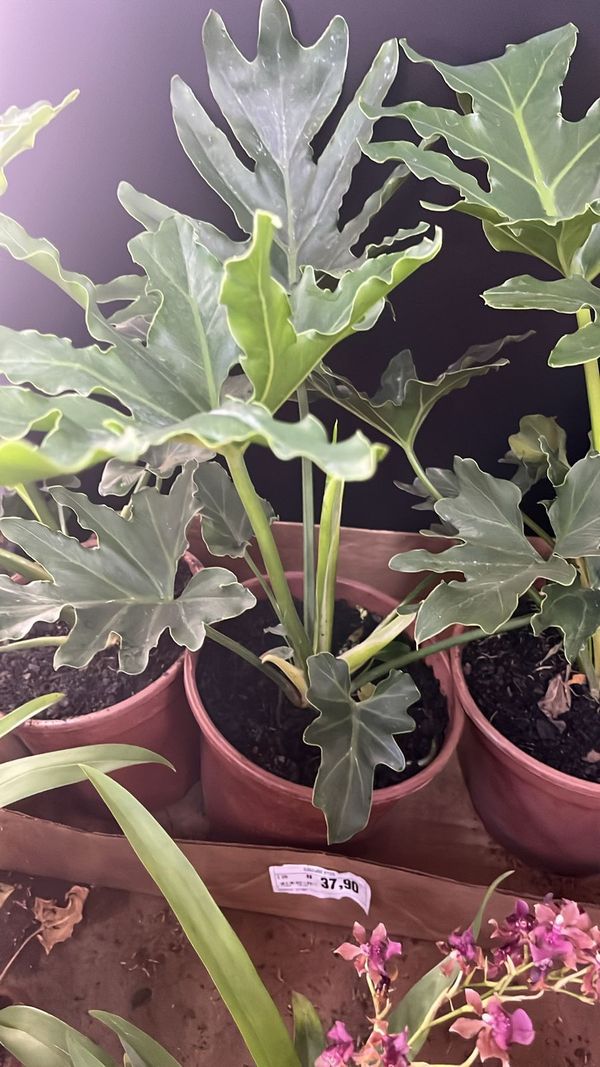 Identificação da planta Guaimbê por foto