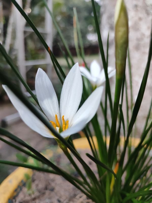 Identificação da planta Lírio-do-brejo por foto