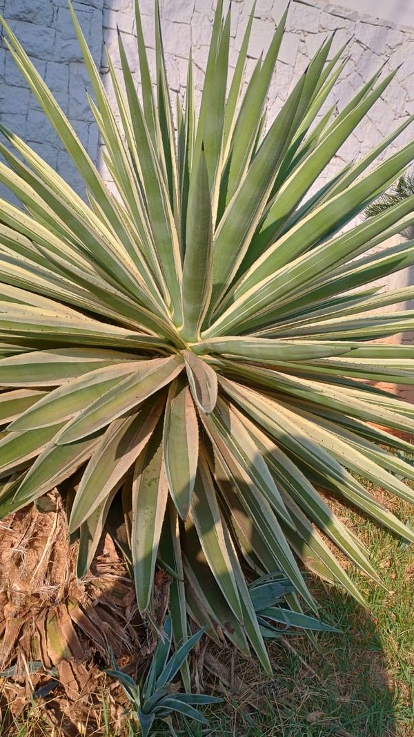 Identificação da planta Piteira por foto