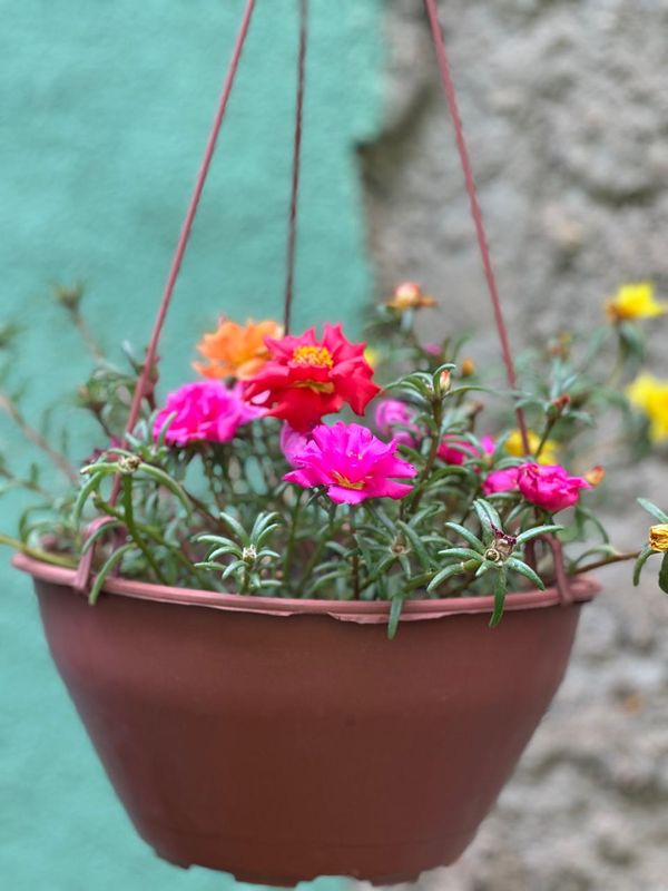 Identificação da planta Onze horas por foto