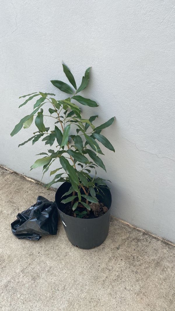 Identificação da planta Lichia por foto