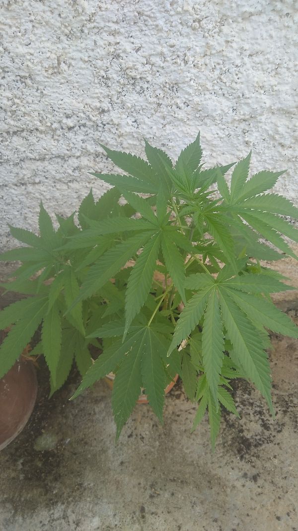 Identificação da planta Maconha por foto