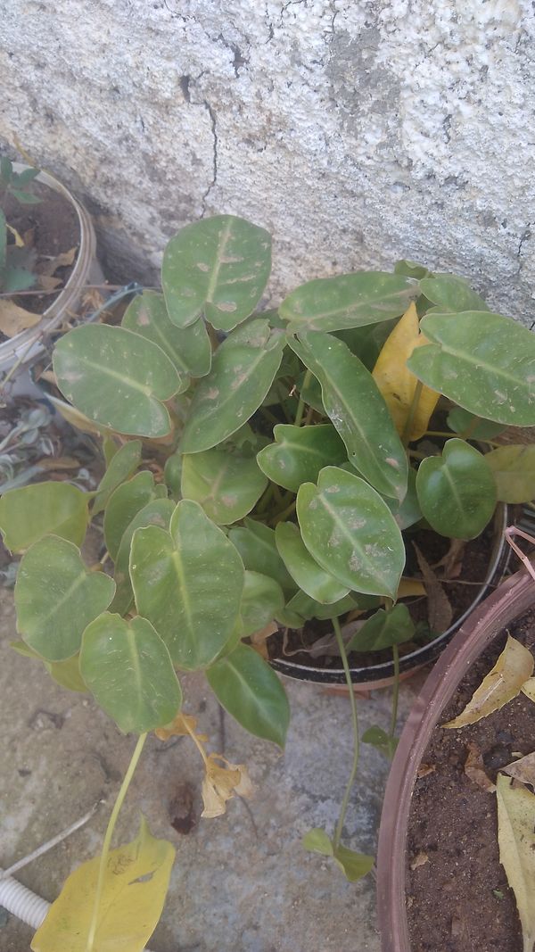 Identificação da planta Imbé por foto