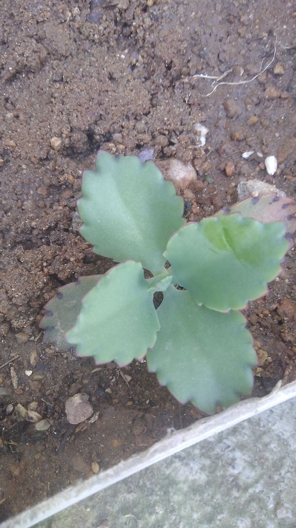 Identificação da planta Madagascar por foto