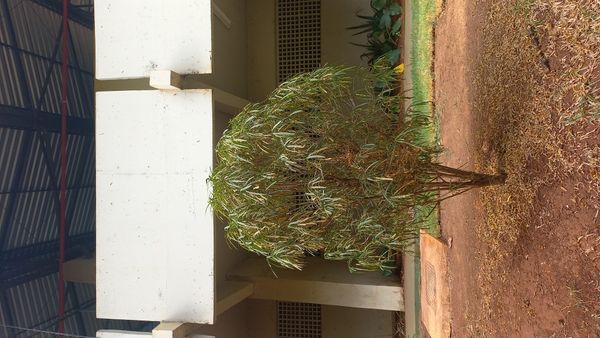 Identificação da planta Pinheiro-de-buda por foto