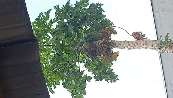 Identificação da planta Mamão por foto