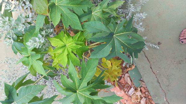 Identificação da planta Mandioca-brava por foto