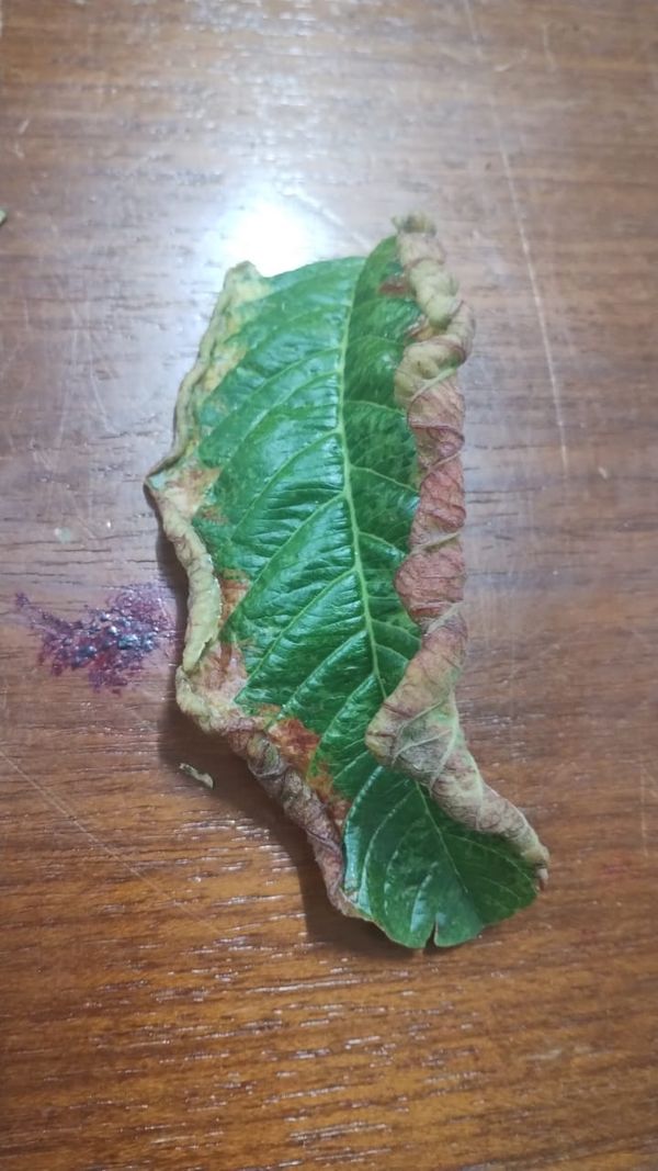 Identificação da planta Goiabeira por foto
