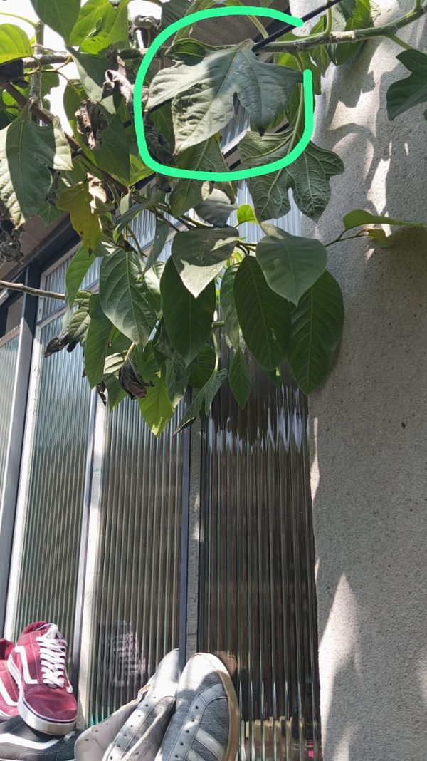 Identificação da planta Fruta-do-conde por foto