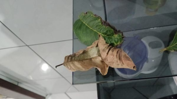 Identificação da planta Fruta-do-conde por foto