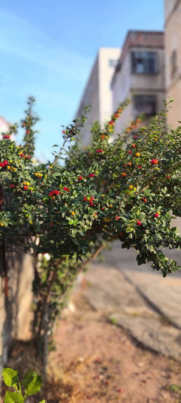 Identificação da planta Acerola por foto