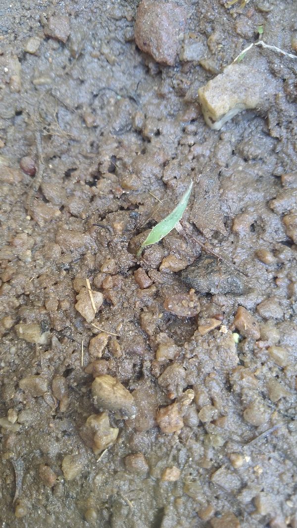 Identificação da planta Samambaia-preta por foto