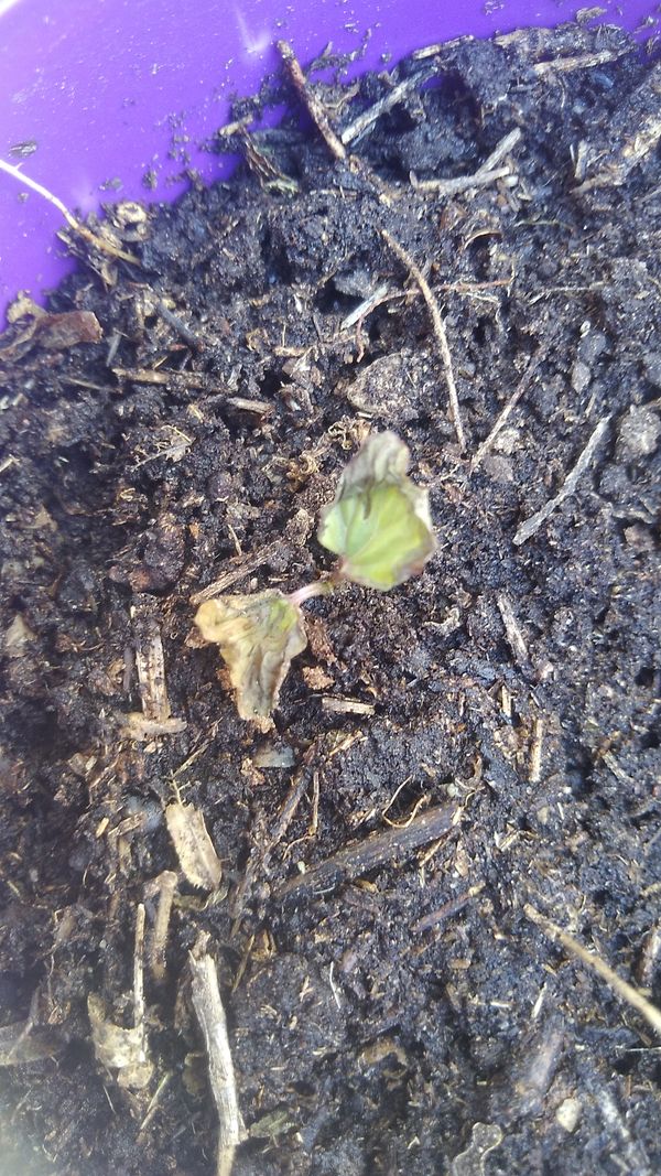 Identificação da planta Rabo-de-gato por foto