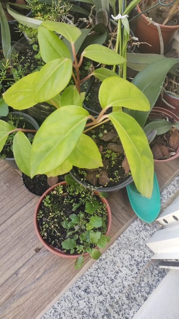Identificação da planta Árvore-do-paraíso por foto