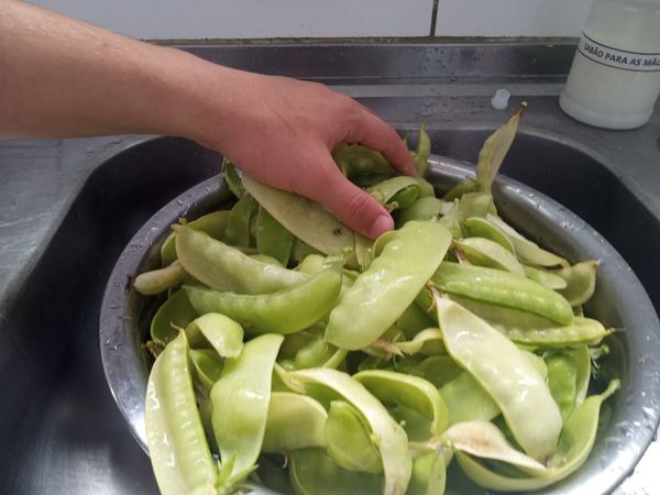 Identificação da planta Ervilhaca por foto