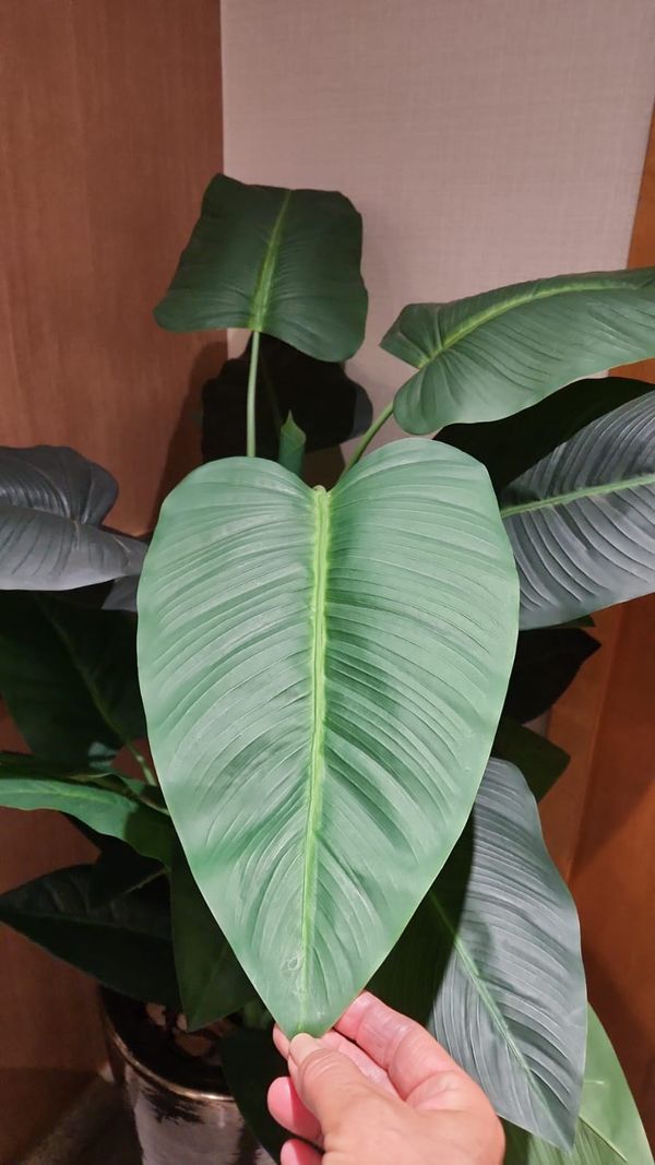 Identificação da planta Filodendro por foto