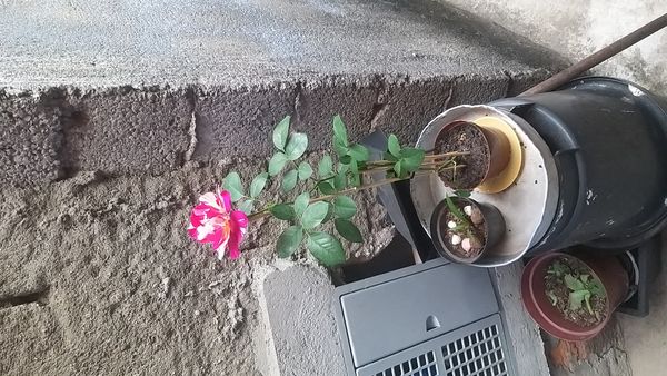 Identificação da planta Rosa por foto