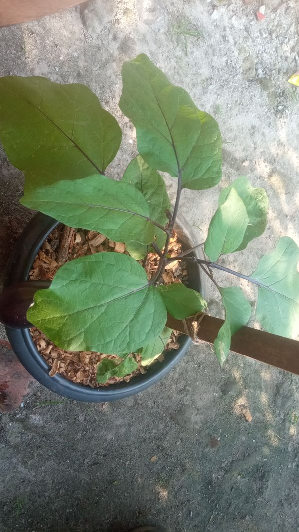 Identificação da planta Berinjela por foto