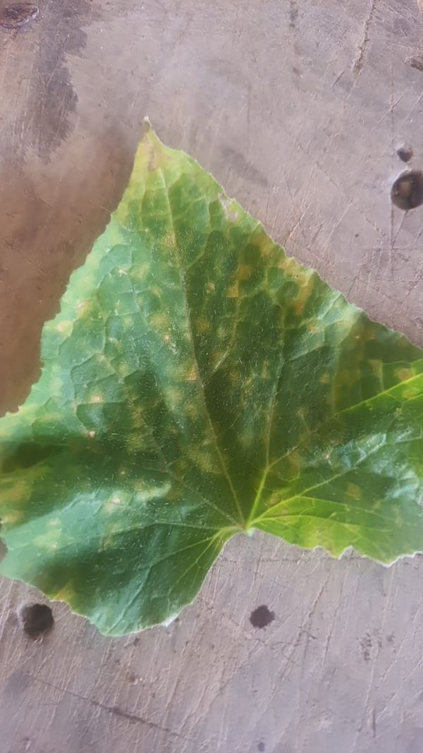 Identificação da planta Pepino por foto