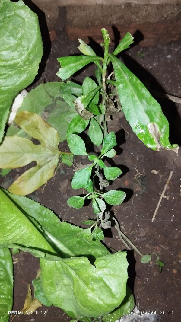 Identificação da planta Manjericão por foto