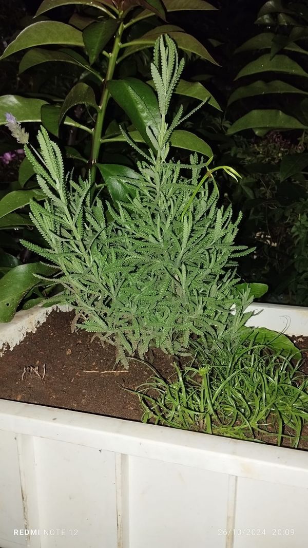 Identificação da planta Lavanda por foto