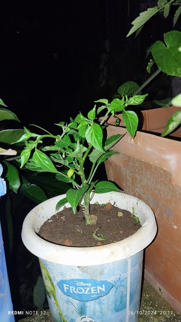 Identificação da planta Pimenta-de-cheiro por foto