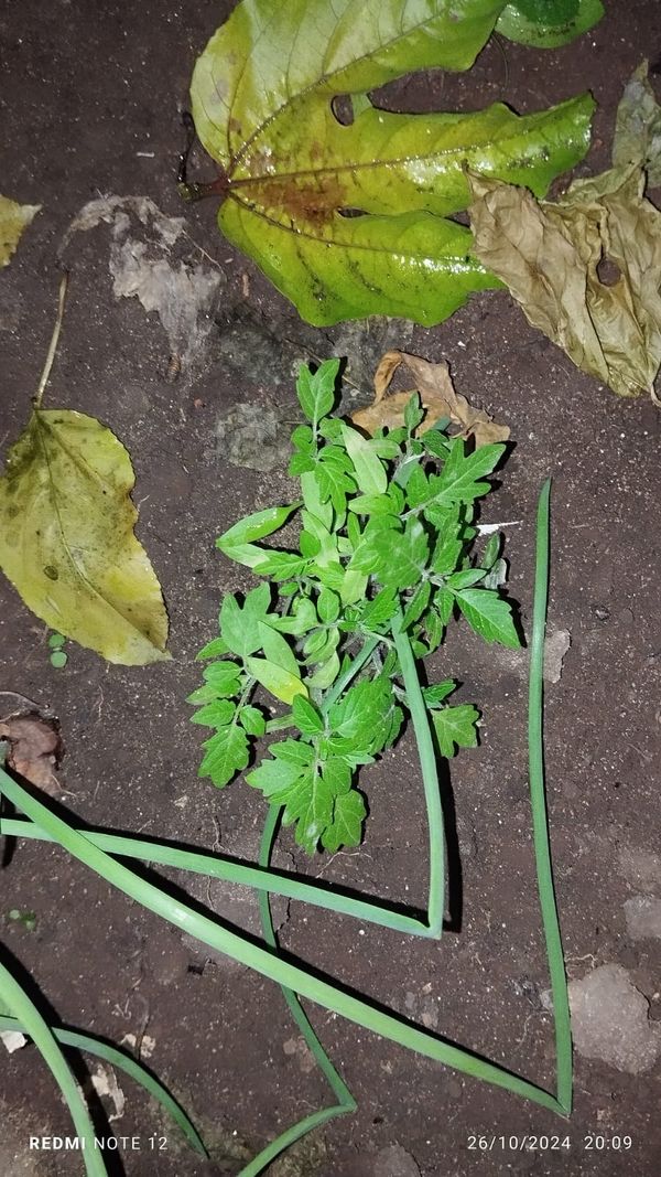 Identificação da planta Tomate por foto
