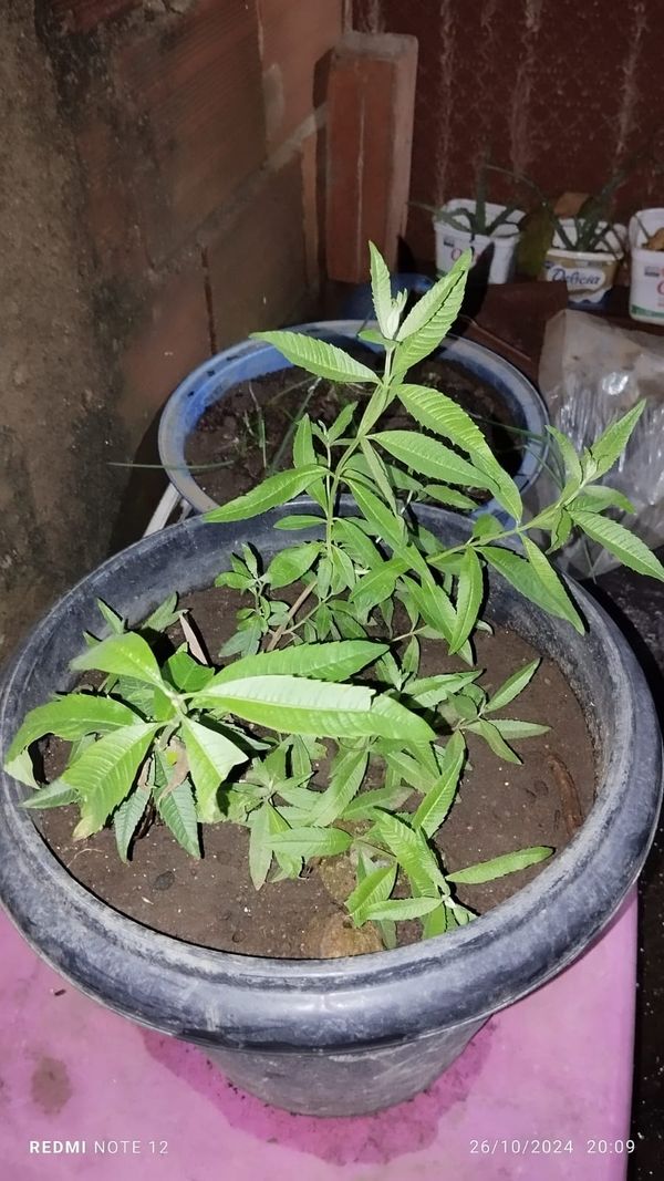 Identificação da planta Lúcia-lima por foto