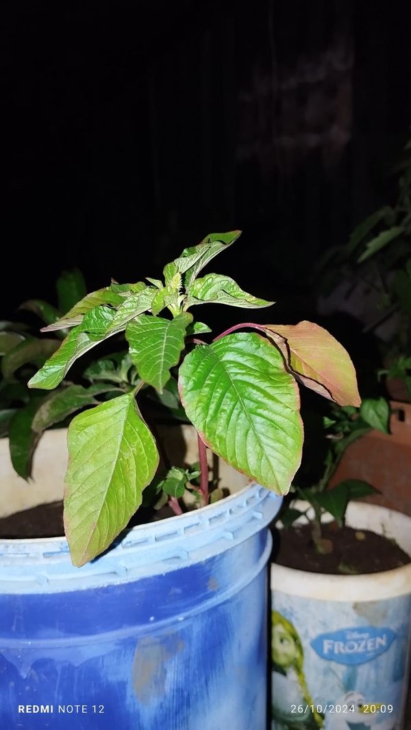 Identificação da planta Bredo-bravo por foto