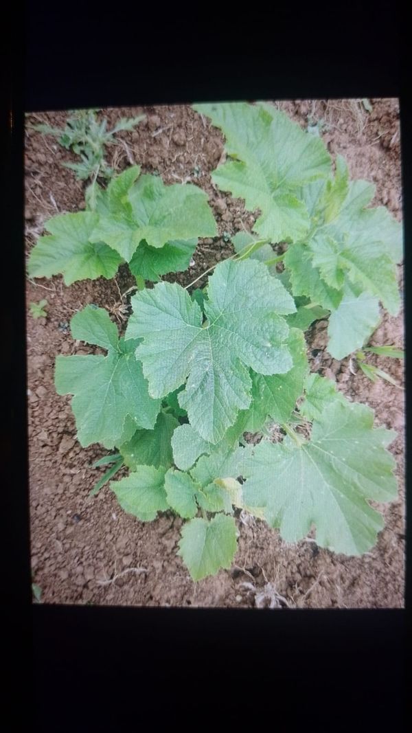 Identificação da planta Abóbora por foto