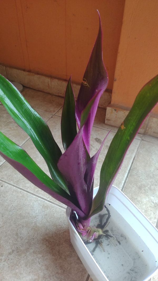Identificação da planta Abacaxi-roxo por foto