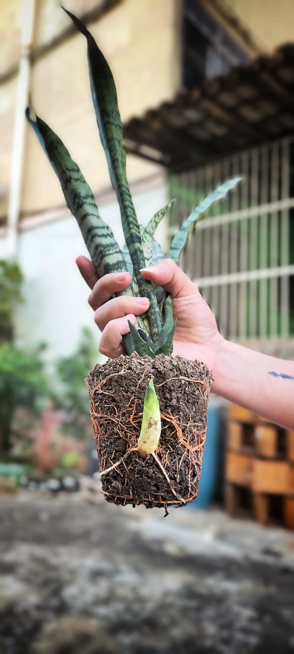 Identificação da planta Espada de São Jorge por foto