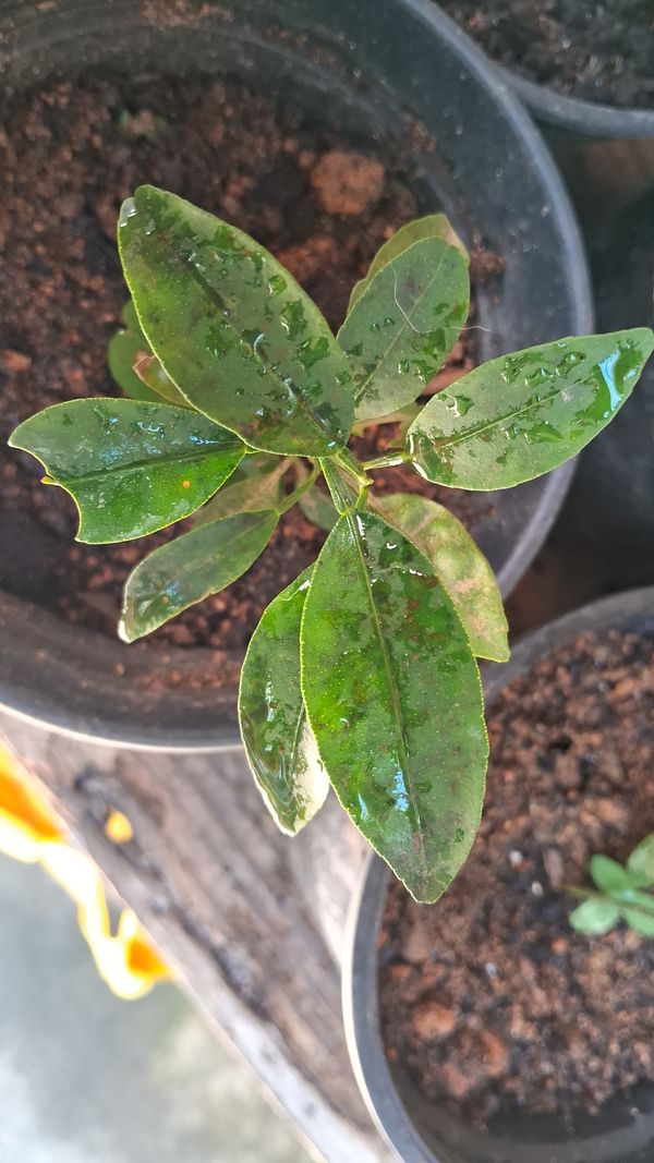 Identificação da planta Laranja Kinkan por foto