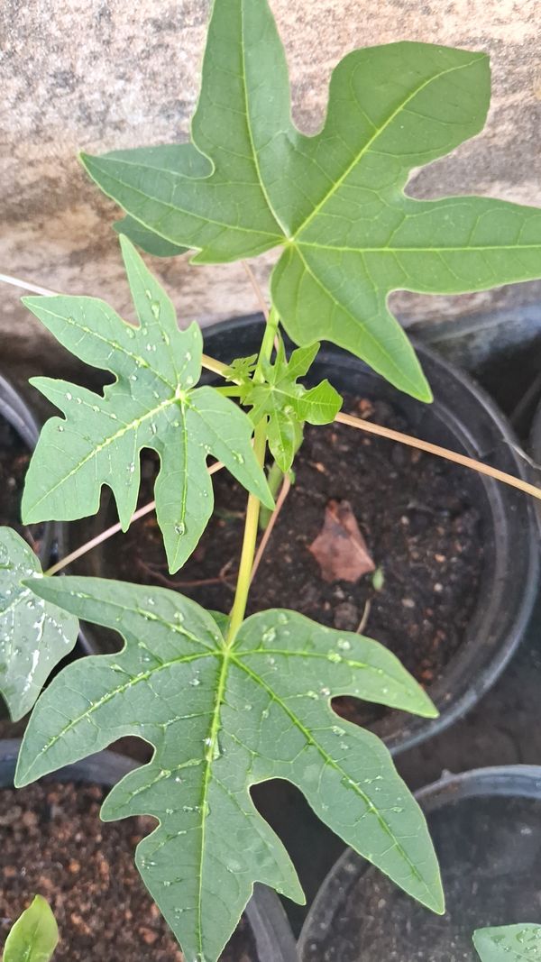 Identificação da planta Mamão por foto