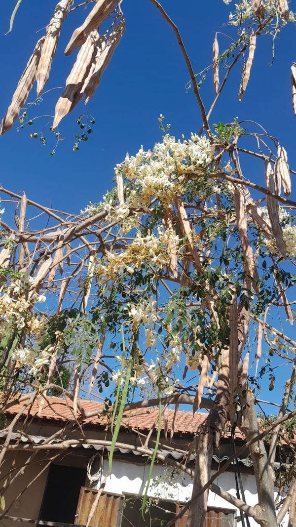 Identificação da planta Moringa por foto